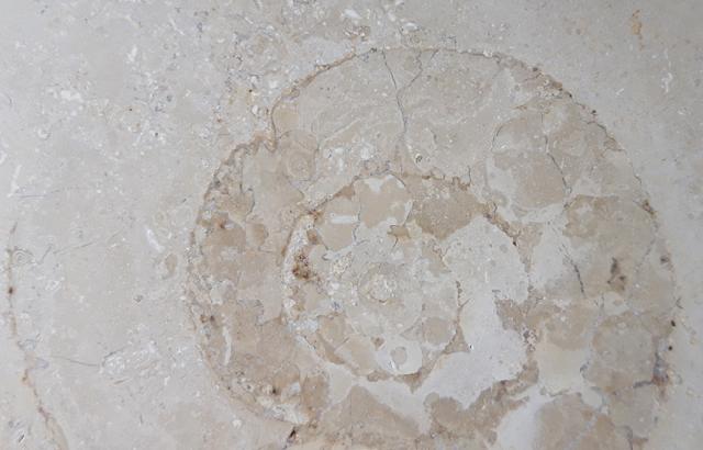 Aulacostephanus sp. (SUTNER & POMPECKJ in TORNQUIST 1896) - Bild © FossNet FossilienStore